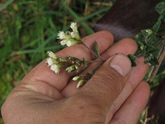 Chromolaena bullata