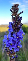 Aristea capitata