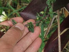 Chromolaena bullata