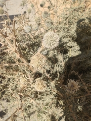 Echinops erinaceus