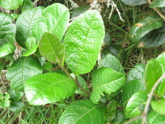 Citharexylum sulcatum