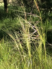 Austrostipa pubinodis