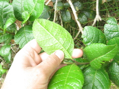 Citharexylum sulcatum