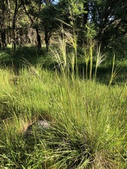 Austrostipa pubinodis