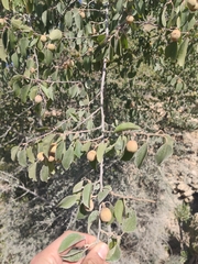 Ziziphus hajarensis