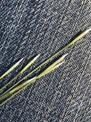 Austrostipa pubinodis