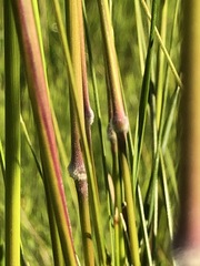 Austrostipa pubinodis