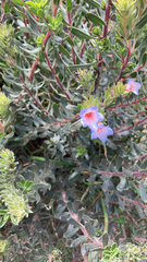 Lobostemon fruticosus