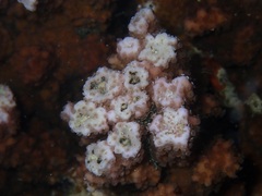 Montipora