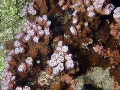 Montipora