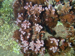 Montipora