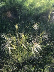 Austrostipa pubinodis