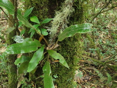 Elaphoglossum