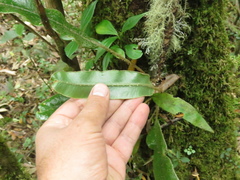 Elaphoglossum