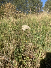 Achillea millefolium