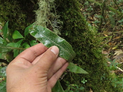 Elaphoglossum