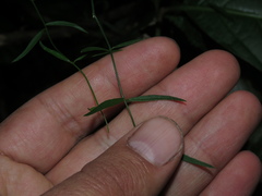 Orthosia stenophylla