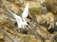 Sterna striata striata