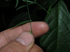 Orthosia stenophylla