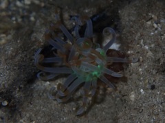 Isarachnanthus