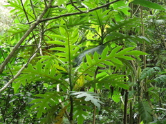 Bocconia frutescens