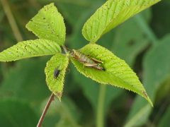 Agesander ruficornis