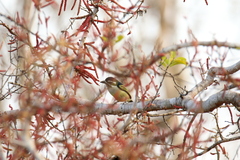 Pogoniulus bilineatus