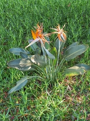 Strelitzia