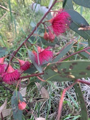Eucalyptus sideroxylon