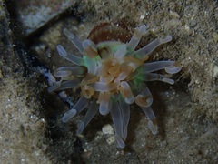Isarachnanthus