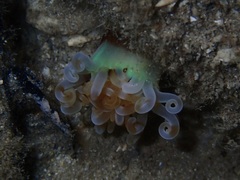 Isarachnanthus