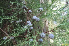Cupressus lusitanica