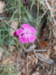Dianthus seguieri