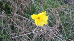 Oenothera stricta