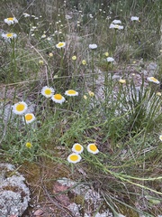 Brachyscome diversifolia