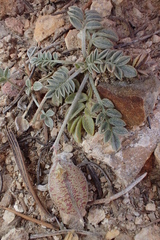 Astragalus platytropis