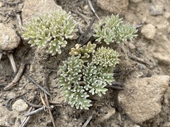 Cymopterus cinerarius