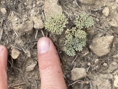 Cymopterus cinerarius