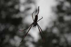 Trichonephila plumipes