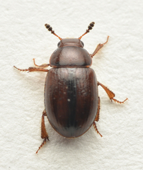Sogda suturalis