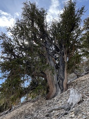 Pinus longaeva