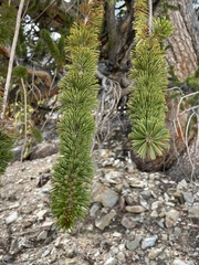 Pinus longaeva