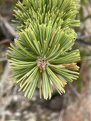 Pinus longaeva