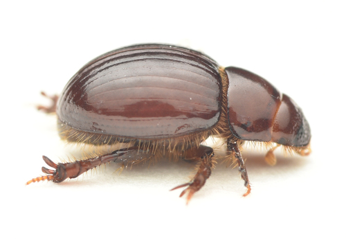 Aegialia arenaria (Fabricius, 1787)