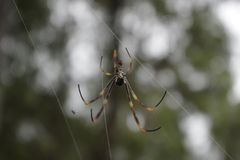 Trichonephila plumipes