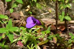Torenia concolor