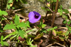 Torenia concolor