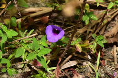 Torenia concolor