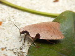 Zonopetala quadripustulella