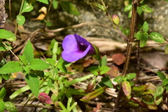 Torenia concolor